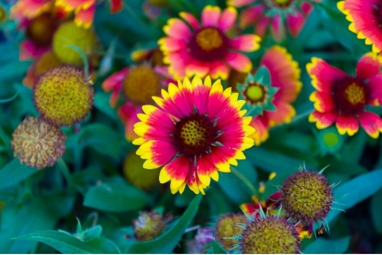 गेलार्डिया - Gaillardia Summer season flowers in Hindi
